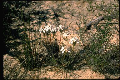 APII jpeg image of Stylidium crossocephalum  © contact APII