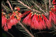 Calothamnus quadrifidus - click for larger image