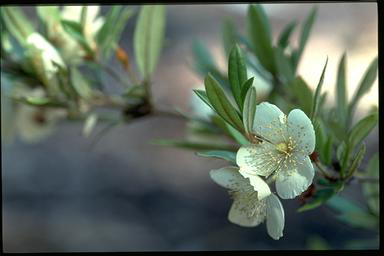 APII jpeg image of Eucryphia wilkiei  © contact APII