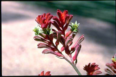 APII jpeg image of Anigozanthos 'Bush Noon'  © contact APII