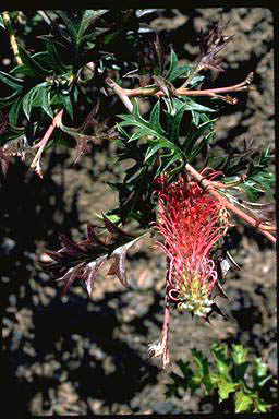 APII jpeg image of Grevillea 'Copper Crest'  © contact APII