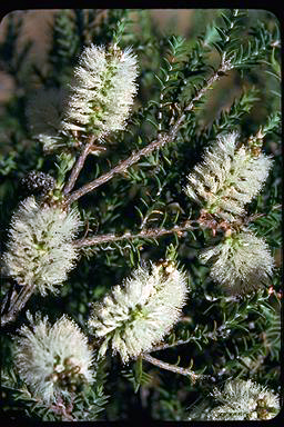 APII jpeg image of Melaleuca adnata  © contact APII