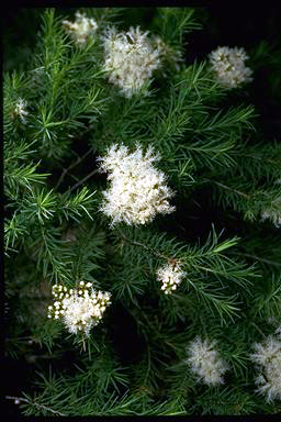 APII jpeg image of Melaleuca alternifolia  © contact APII