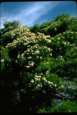 APII jpeg image of Melaleuca alternifolia  © contact APII