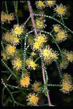 APII jpeg image of Melaleuca micromera  © contact APII