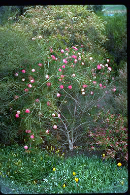 APII jpeg image of Melaleuca nematophylla  © contact APII