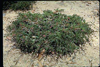 APII jpeg image of Melaleuca violacea  © contact APII