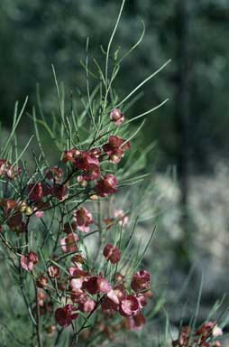 APII jpeg image of Dodonaea filifolia  © contact APII