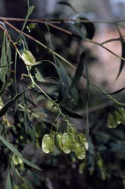 APII jpeg image of Dodonaea lanceolata  © contact APII