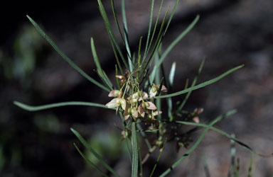 APII jpeg image of Dodonaea stenophylla  © contact APII