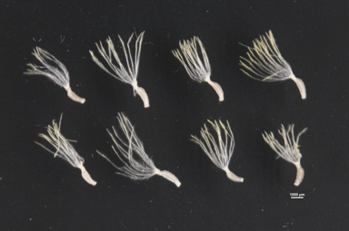 APII jpeg image of Leucochrysum albicans subsp. albicans  © contact APII