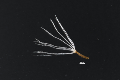 APII jpeg image of Leptorhynchos squamatus subsp. squamatus  © contact APII