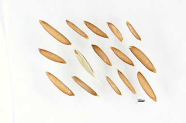 APII jpeg image of Microlaena stipoides var. stipoides  © contact APII