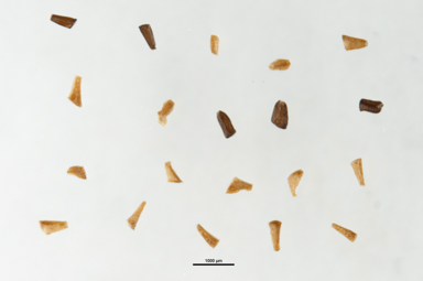 APII jpeg image of Melaleuca hamulosa  © contact APII