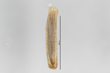 APII jpeg image of Coronidium monticola  © contact APII