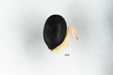 APII jpeg image of Acacia dealbata  © contact APII