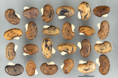 APII jpeg image of Daviesia mimosoides  © contact APII