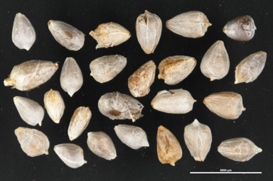 APII jpeg image of Brunonia australis  © contact APII