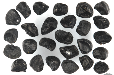 APII jpeg image of Arthropodium milleflorum  © contact APII