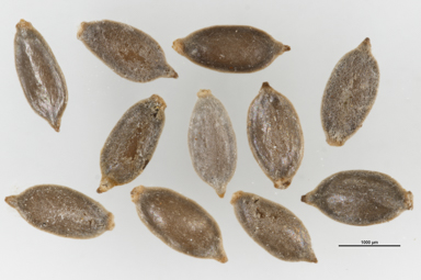 APII jpeg image of Isolepis crassiuscula  © contact APII