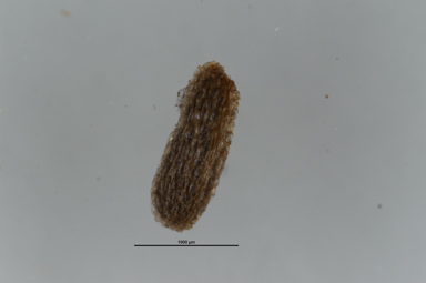 APII jpeg image of Leptospermum namadgiense  © contact APII