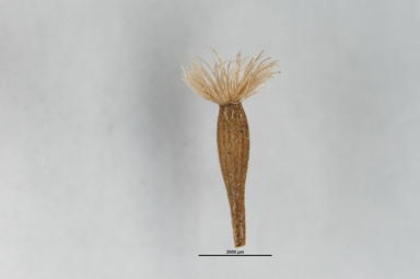 APII jpeg image of Vittadinia gracilis  © contact APII