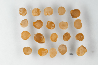 APII jpeg image of Solanum cleistogamum  © contact APII