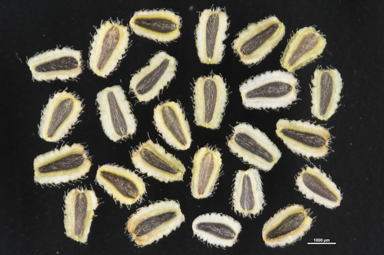 APII jpeg image of Brachyscome ciliaris  © contact APII