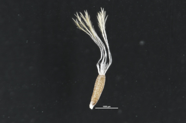 APII jpeg image of Calocephalus platycephalus  © contact APII