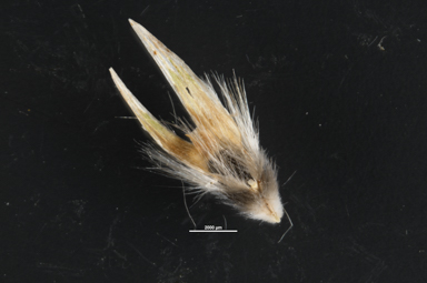 APII jpeg image of Austrodanthonia  © contact APII