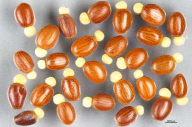 APII jpeg image of Labichea lanceolata subsp. brevifolia  © contact APII