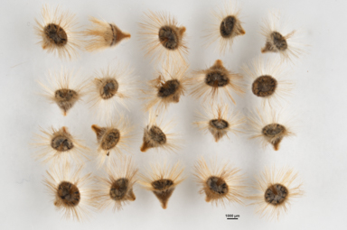 APII jpeg image of Conospermum ericifolium  © contact APII