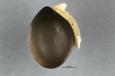 APII jpeg image of Hovea montana  © contact APII