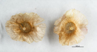 APII jpeg image of Maireana georgei  © contact APII