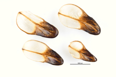 APII jpeg image of Allocasuarina decaisneana  © contact APII