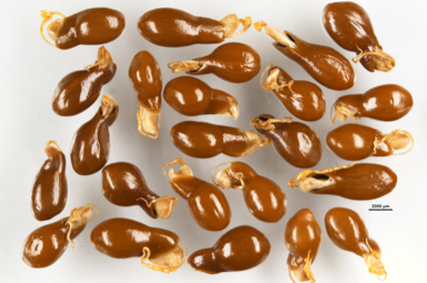 APII jpeg image of Patersonia umbrosa var. xanthina  © contact APII