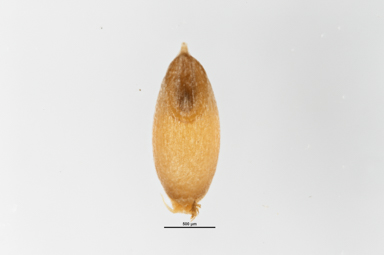 APII jpeg image of Rytidosperma vickeryae  © contact APII