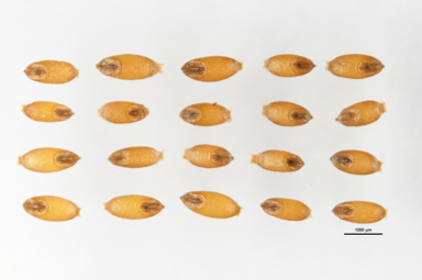 APII jpeg image of Rytidosperma vickeryae  © contact APII