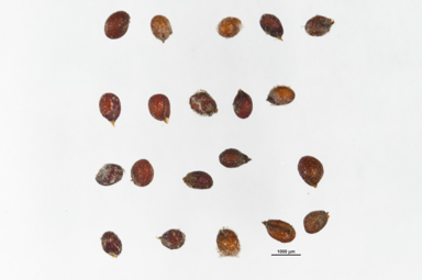 APII jpeg image of Drabastrum alpestre  © contact APII