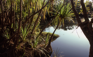 APII jpeg image of Pandanus aquaticus  © contact APII