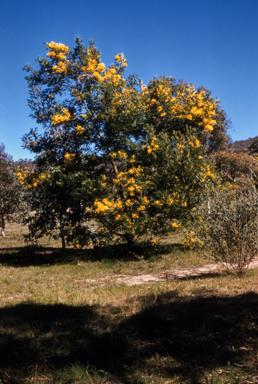 APII jpeg image of Acacia decurrens  © contact APII