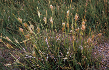 APII jpeg image of Carpha nivicola  © contact APII