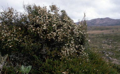 APII jpeg image of Baeckea utilis  © contact APII