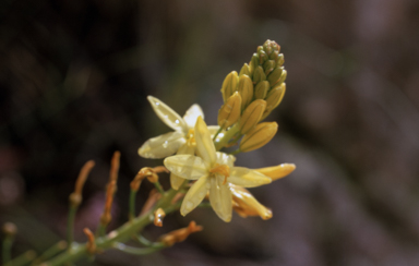 APII jpeg image of Bulbine bulbosa  © contact APII