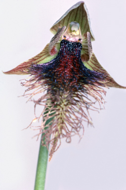 APII jpeg image of Calochilus robertsonii  © contact APII