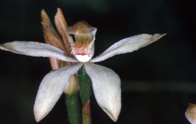APII jpeg image of Caladenia angustata  © contact APII