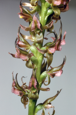 APII jpeg image of Prasophyllum frenchii  © contact APII