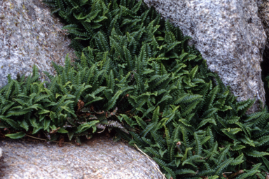 APII jpeg image of Blechnum penna-marina  © contact APII