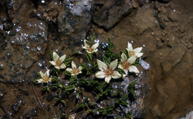 APII jpeg image of Psychrophila introloba  © contact APII