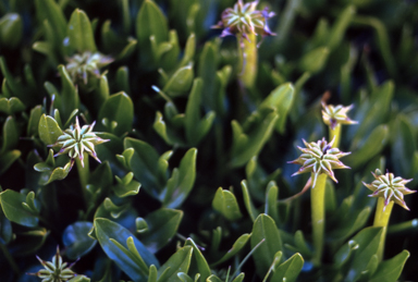 APII jpeg image of Psychrophila introloba  © contact APII